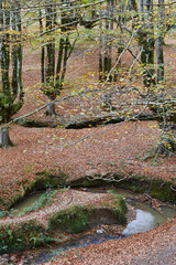 Beech forest in Vizcaya. Otzarreta, Gorbeia park. Autumn landscape. Spain