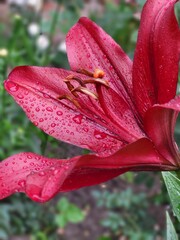 Close-Up of Red Lily Flower With Rain Drops