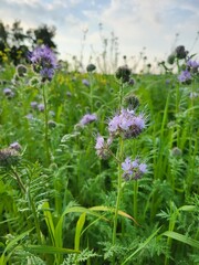 Purple Phacelia Flowers Blooming in Summer Field