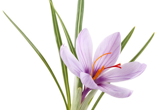 Saffron flower with green leaves isolated on a transparent background
