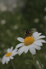 Pollinator in Soft Focus: Bee on White Daisy for Serene Nature Backgrounds, Delicate Ecosystem...
