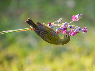 An olive-backed sunbird clinging upside down to feed on nectar from water canna flowers....