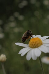 Pollinator at Work: Bee on Daisy with Emerging Bud, Close-Up of a Fly on a Bloom and Bud, Life in the Garden,  Hoverfly on a Chamomile Flower, Vibrant White Daisy Hosts a Pollinator