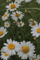 Fototapeta premium Vibrant Cluster of White Daisies in a Summer Field, Ideal for Bright Backgrounds, Delicate White Petals and Yellow Centers, Natural Abundance, Close-Up View of a Meadow