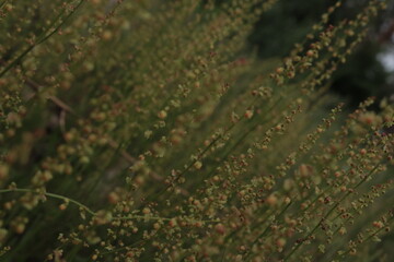 Macro Pattern of Delicate Wild Grass Seeds, Excellent for Abstract Nature Backgrounds and Textile Design, Organic Food Branding, Soft Focus Natural Texture