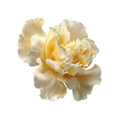 Elegant Creamy Yellow Flower Blossom, Close-Up Studio Shot on Black Background