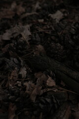 Autumn Forest Floor Texture: Dry Leaves and Pinecones, Ideal for Seasonal Backgrounds and...