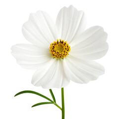 Fototapeta premium Side View of Elegant White Bloom with One Leaf and Long Stem, Isolated PNG