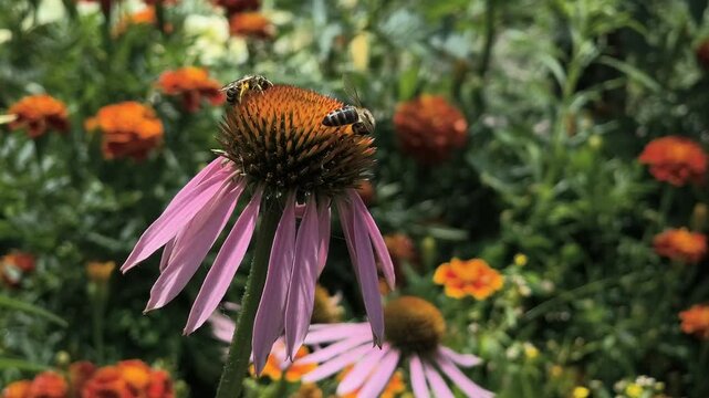 insects on flowers. butterflies and bees on a flower. echinacea flowers. macro video. insects close-up.