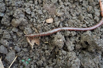 close up of a worm