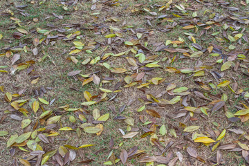Many leaves fall on the floor.