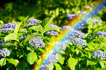 紫陽花にかかる虹