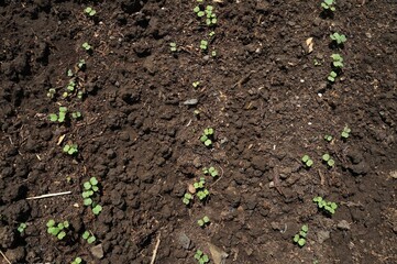 arugula sprouts on black soil