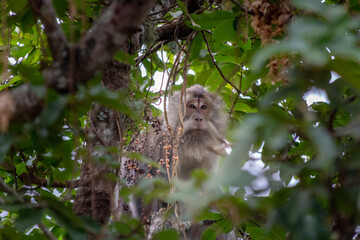 Curious Monkey Portrait Sitting in Tree with Green Leaves