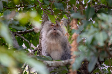 Wild monkey with striking orange eyes looking directly at the camera from tree.