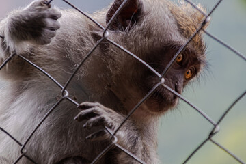 Close-up portrait of a monkey looking through wire fence with blurred background.