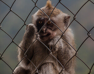Close-up portrait of a monkey looking through wire fence with blurred background.