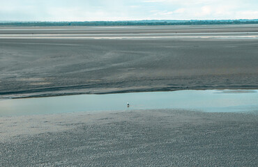 Tranquil shoreline at low tide reveals expansive sandy landscape and solitary bird in the distance