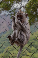 Close-up portrait of a monkey with expressive eyes looking through a chain link fence.