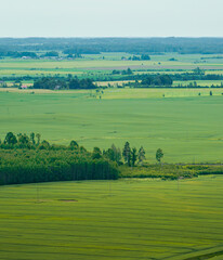 Grain  fields in the countryside of Zemgale, Latvian nature.