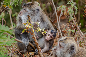 Adorable baby monkey clinging tightly to its protective mother in a tree.