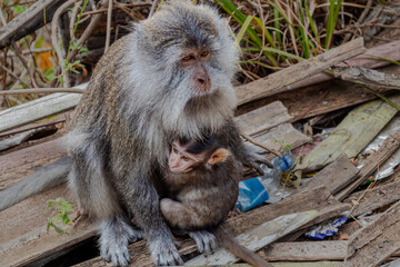 Protective Wild Monkey Embracing Its Infant Sitting Amongst Discarded Debris