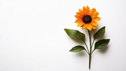 Single, vibrant orange sunflower on white background