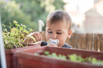 Curious toddler examining small plants growing in pot on balcony