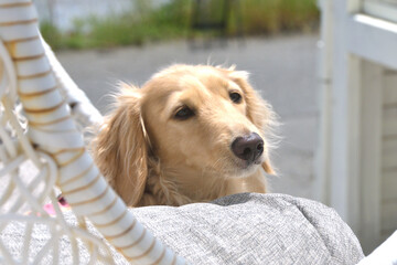 ハンギングチェアに乗った犬