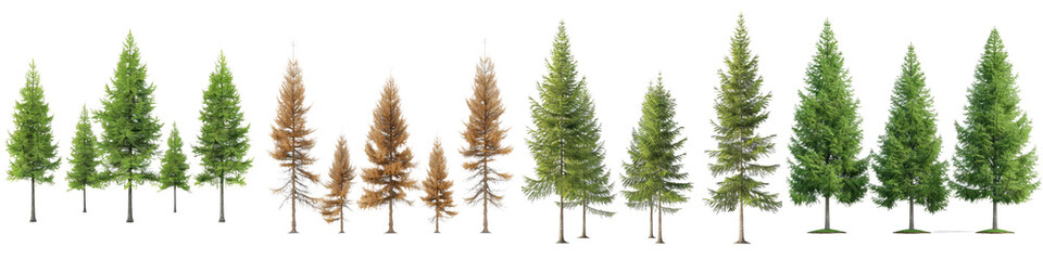 Fototapeta premium fir tree forest conifers, east american larch, hq arch viz cutout, 3d render plants with isolated on transparent background png