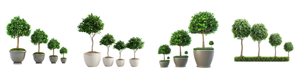 Set of 4 tree in white pot white, transparent background png cutout, Ficus tree in a pot, rendered from different angles, 3D rendering