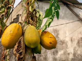 Papaya fruit hanging from a dry tree in the backyard
