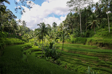 Naklejka premium Tegallalang Reisterasse nahe Ubud, Bali, Indonesien