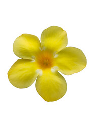 A vibrant yellow flower with five rounded petals and a subtle orange center.