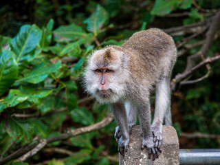 Monkey Forest, Ubud, Bali, Indonesien, 