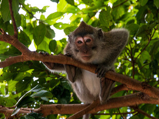 Neugieriger Affe in Ubud, Bali, Indonesien