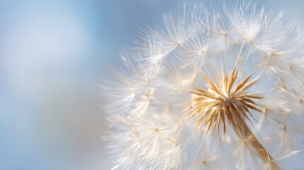 Close-up of a detailed and delicate dandelion seed head with soft blue background.