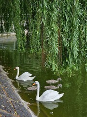 Two white swans with small swans near the shore and green grass. Offspring of wild geese. A brood...