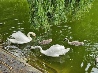 Two white swans with small swans near the shore and green grass. Offspring of wild geese. A brood...