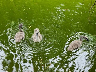 Three baby swans swim in a pond in a local city park