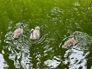 Three baby swans swim in a pond in a local city park