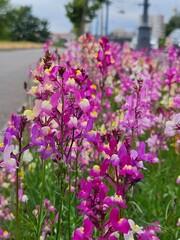 Linaria blooms in a flowerbed by the road, colorful flowers in the garden. Delphinium flowers, there are many of them in the background. Beautiful colorful flowers in the summer.