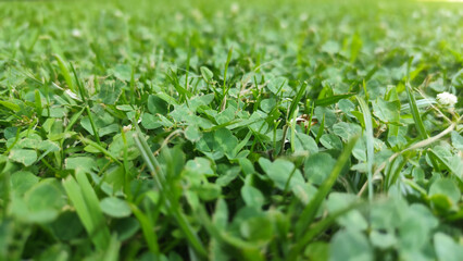 A field of grass with clovers in it
