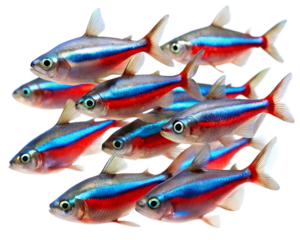 A group of ten neon tetra fish swimming together. They have bright blue and red stripes, with a transparent background for easy integration into various designs.