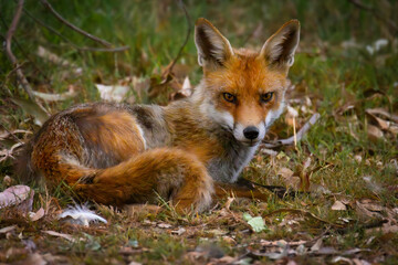 Red Fox