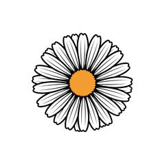 A white daisy flower with a yellow center, isolated on white background