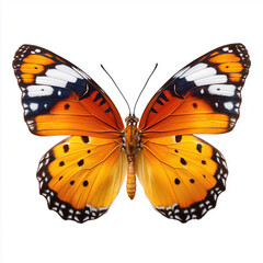 Obraz premium Stunning Orange Butterfly with Detailed Wings , PNG isolated cut out image
