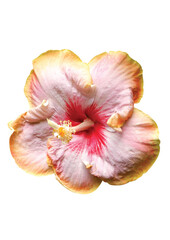 fancy hibiscus isolated on white background.