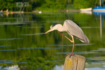 A grey heron (Ardea cinerea) perches on a wooden log with a calm lake in the background