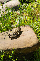 Frog sits on stone among green vegetation and moss near shallow pond, harmoniously blending into environment. Blurred background. Nature concept for design